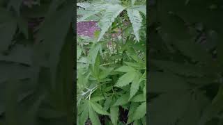Nice outside grow
