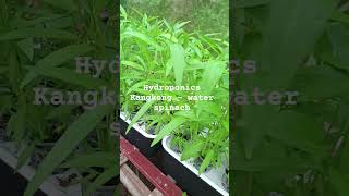 Diy Hydroponics _ Kangkong (water spinach) #mybackyardgarden