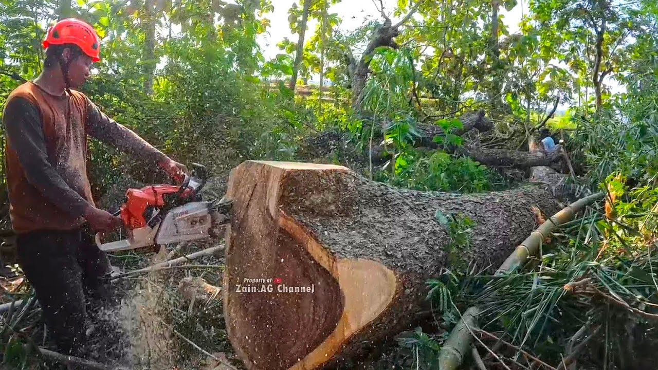Vigorously !! cut down the trembesi tree next to the house Jonsered ...