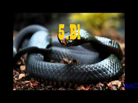 Top 10 Poisinous Snakes In The World @spectacularvideos833
