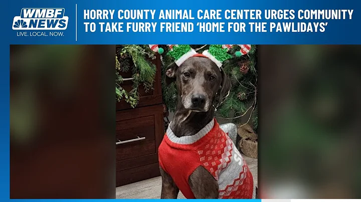 Horry County Animal Care Center urges community to take furry friend ‘Home for the Pawlidays’