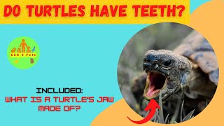 Do Turtles have teeth? | How do turtles eat? by Gen X Pets 131 views 1 year ago 2 minutes, 23 seconds