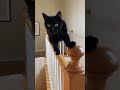 Cats Who Refuse to Use the Stairs Normally