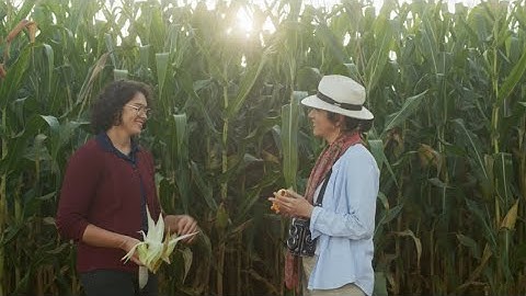 Transforming Brazil’s Food Future with Regenerative Farming