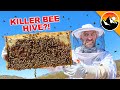 What's Inside a Killer Bee Box?!