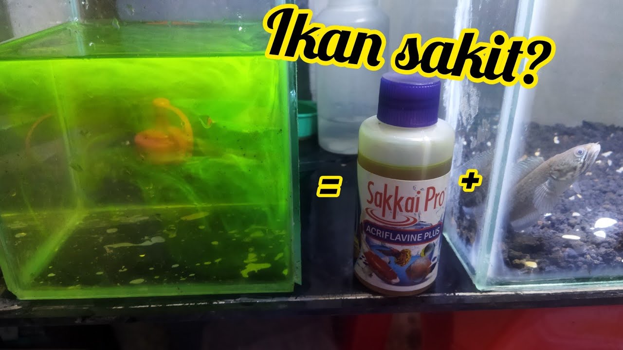 Acriflavine? Apa Fungsinya? Bagaimana cara pakainya?