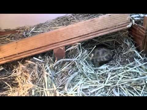 Video: Waarom heeft mijn luipaardschildpad een bubbelneus?
