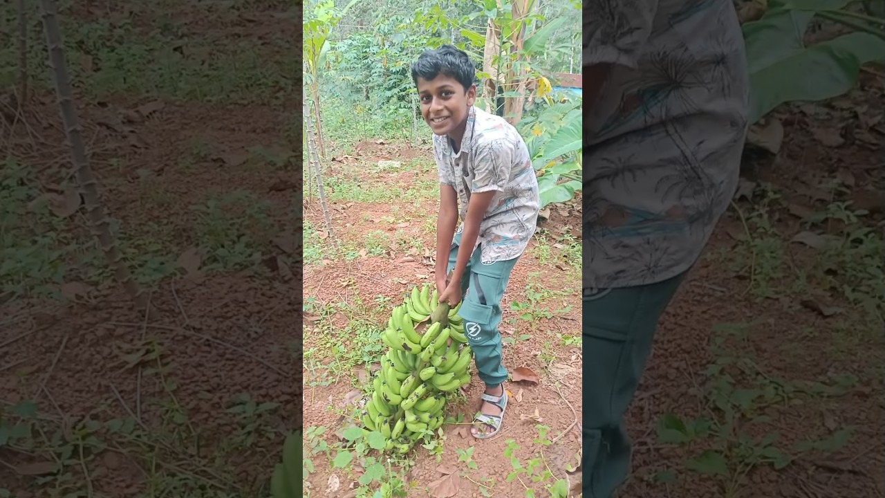 Harvesting Bananas from Our Farm | A Day at Our Plot 