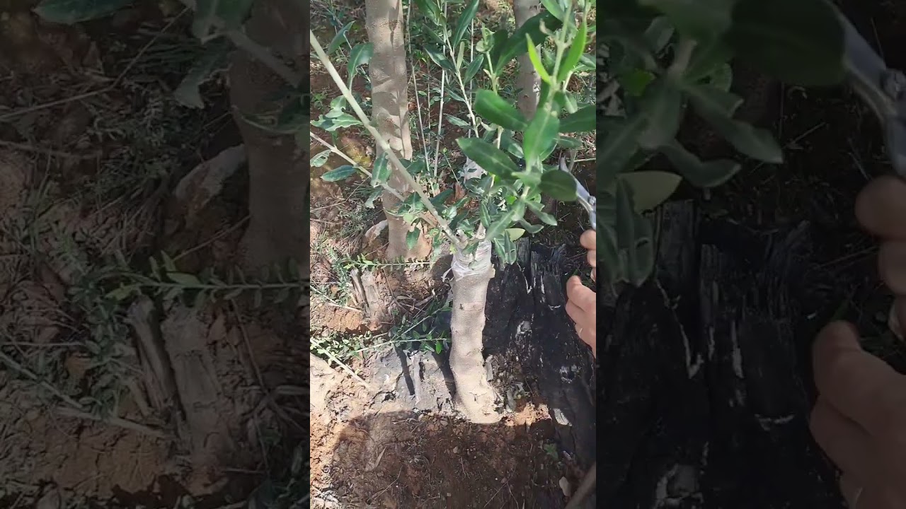 résultats de greffage à la couronne d'olivier / Agemmuḍ n ttelqim uzemmur.