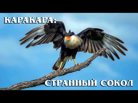 CARACARA: A strange scavenger falcon who does not like to fly | Interesting facts about birds
