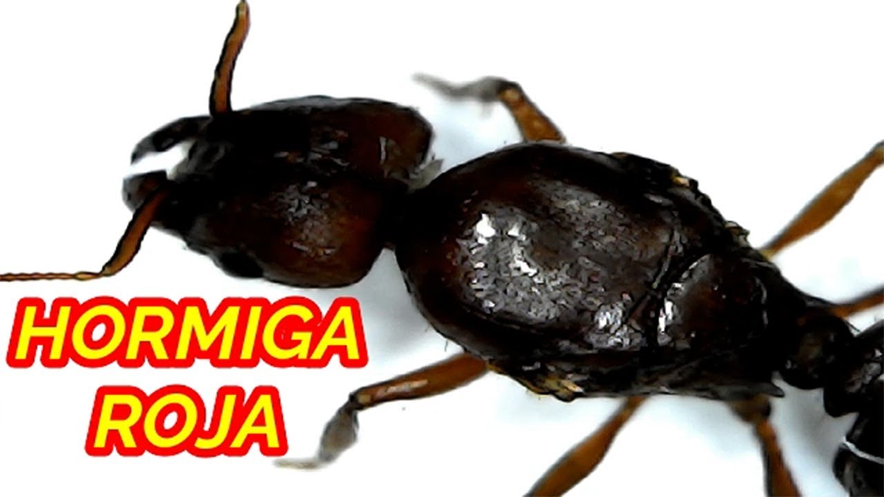 conoce-como-es-la-hormiga-de-fuego-o-hormiga-roja-o-colorada-youtube