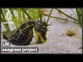 UK seagrass project strives to combat climate change