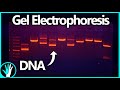 Gel Electrophoresis: How It Works and How to Build a Gel Box For Cheap