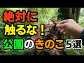 【子供・犬も絶対に触るな】公園に潜む危険なキノコ５選！！