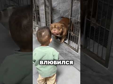 Никто Не Хотел Усыновить Этого Питбуля, Но Это Произошло