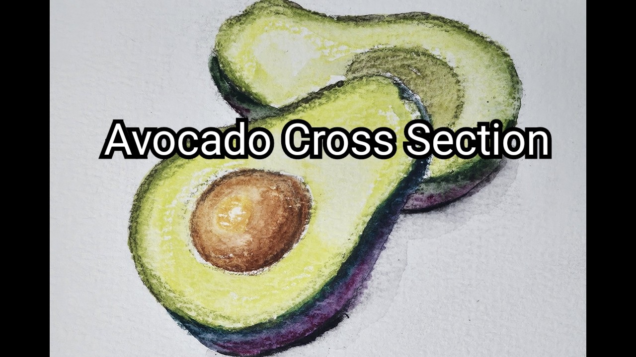 아보카도 단면 (수채색연필)