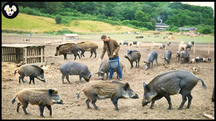 How Farmers Tame And Raise Millions Of Wild Boars - Wild Boar Farm - DayDayNews