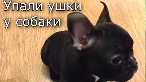 У собаки упали ушки