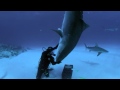 The Tiger Shark Nose Stand | Shark Week On Discovery.ca