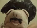 Pig Fiction