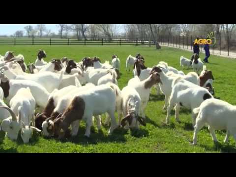 Видео: Използване на кози за изчистване на четката: Съвети за отглеждане на кози за борба с плевелите