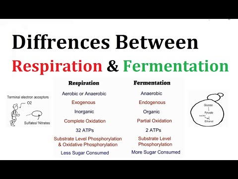 Diffrences between Respiration and Fermentation