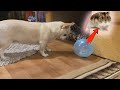 The reaction of the dog to the hamster in the ball was shocking. 🐹