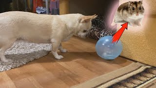 The reaction of the dog to the hamster in the ball was shocking. 🐹