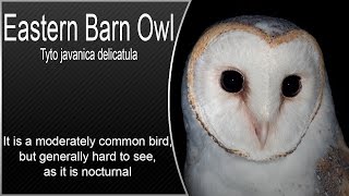 Eastern Barn Owl