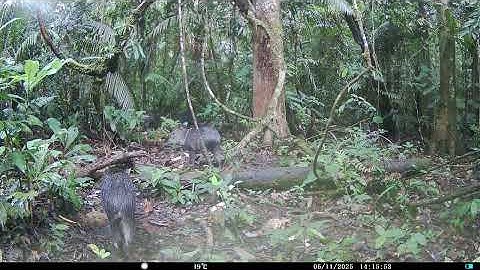 White-lipped peccaries  (Tayassu pecari) at Forest Clearing - Napo Moist Forests