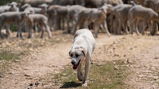 Protectors in the Pasture: Livestock Guardian Dogs