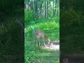 The audacity of these things! #deer #trailcam #fishing #nature #property #poop #pooping