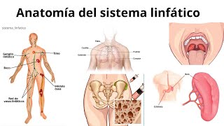 EL SISTEMA linfático y sus FUNCIONES/Anatomía /órganos/ sistema inmunitario
