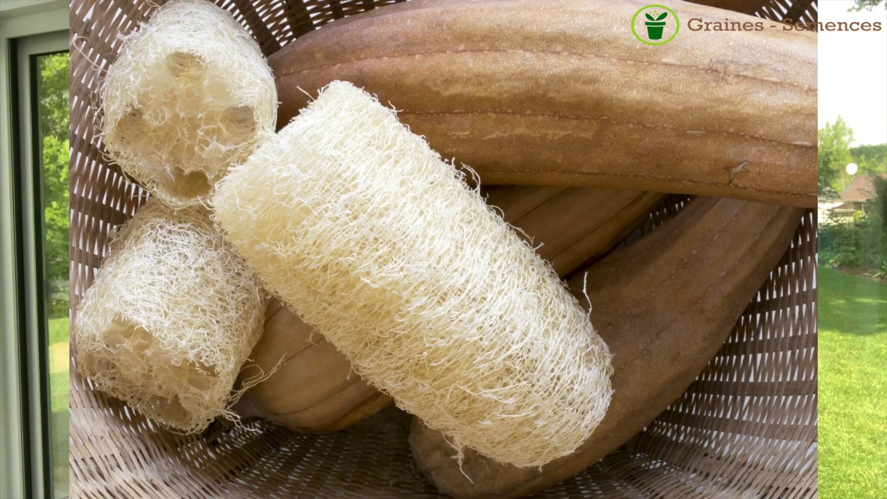 Comment réussir le semis de courge loofah ou éponge végétale ?