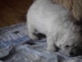 FEHÉR PULI-DOG-HUNGARY WHITE PULI KENNEL-PULI KÖLYKÖK   MOV03829 の動画、YouTube動画。