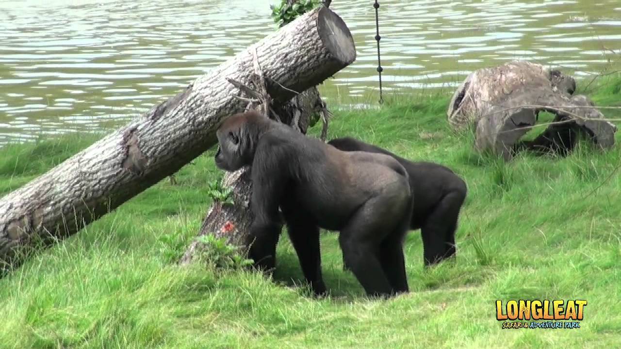 Introducing Longleat Safari & Adventure Park's New Band of Gorillas! -  YouTube