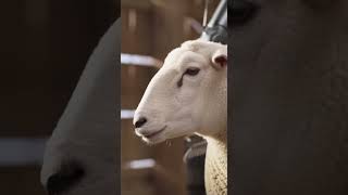 AI Robots Shearing Sheep in a Real Barn | Ultra Realistic Wool Cutting Process #farming #automation