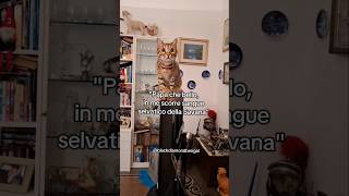 Sono confuso... #cat #gatto #gatti #bengalcat #petfluencer