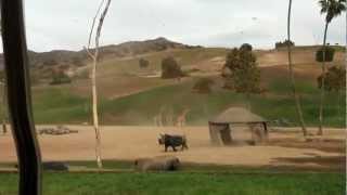 Estampida En El Wild.