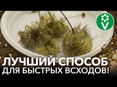 Как вырастить клематисы из семян в домашних условиях из китая