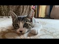 またまた!子猫を保護しました‼︎