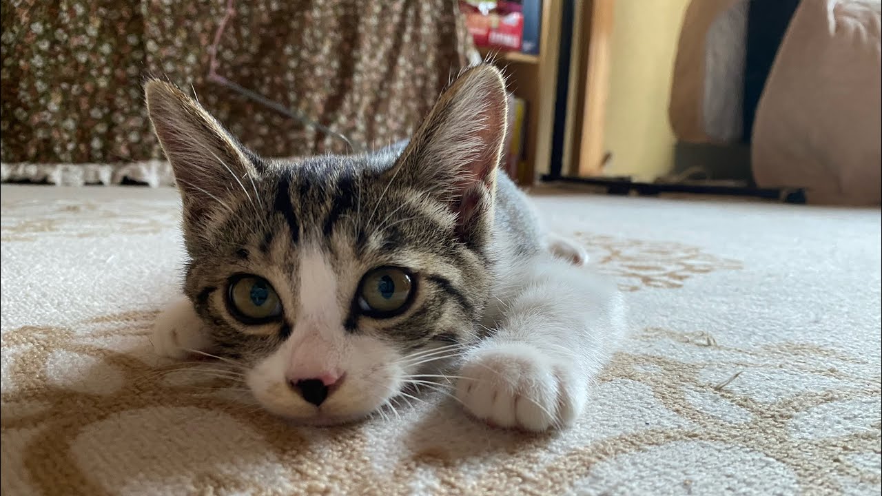 またまた！子猫を保護しました‼︎