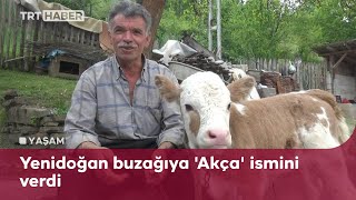 Ormanda doğan buzağıyı 5 kilometre boyunca sırtında taşıdı