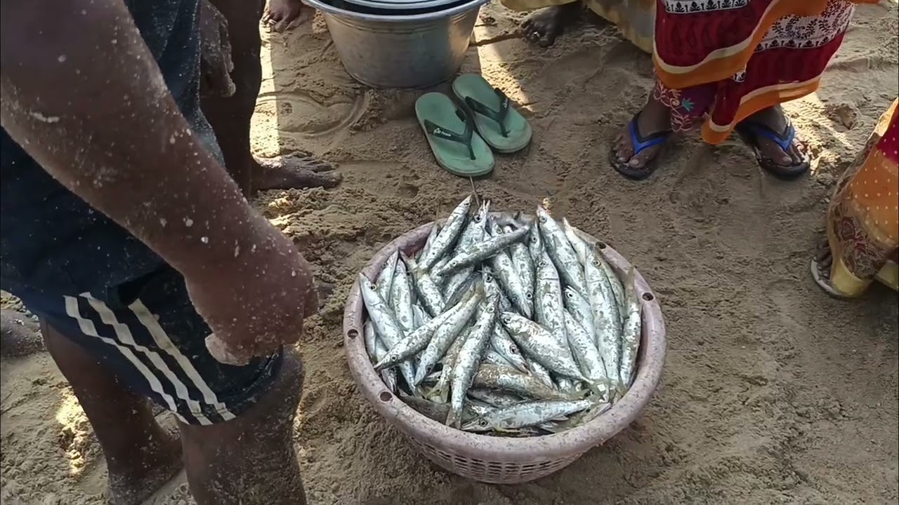 Kottivakkam குப்பம். பெரிய வலையில் மீன் பிடித்தல் மற்றும் ஏலம் விடுதல். #kottivakkam #fish #beachfis