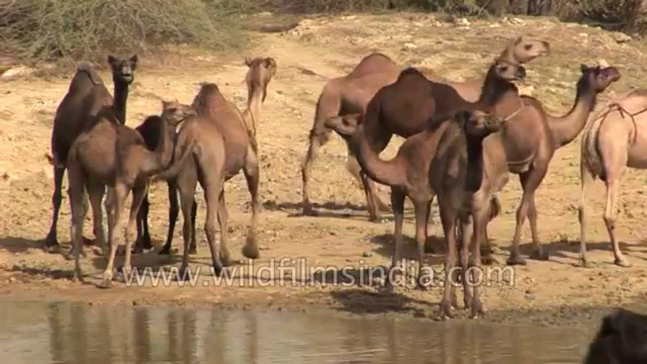 Camels gather at the edge of water: Kutch, Gujarat