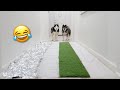 Changing hallway floors prank on my huskies