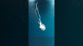 Diese Qualle ist seltsamer als jedes Alien-Filmmonster #mystery #space #fakten #viral #unfassbar