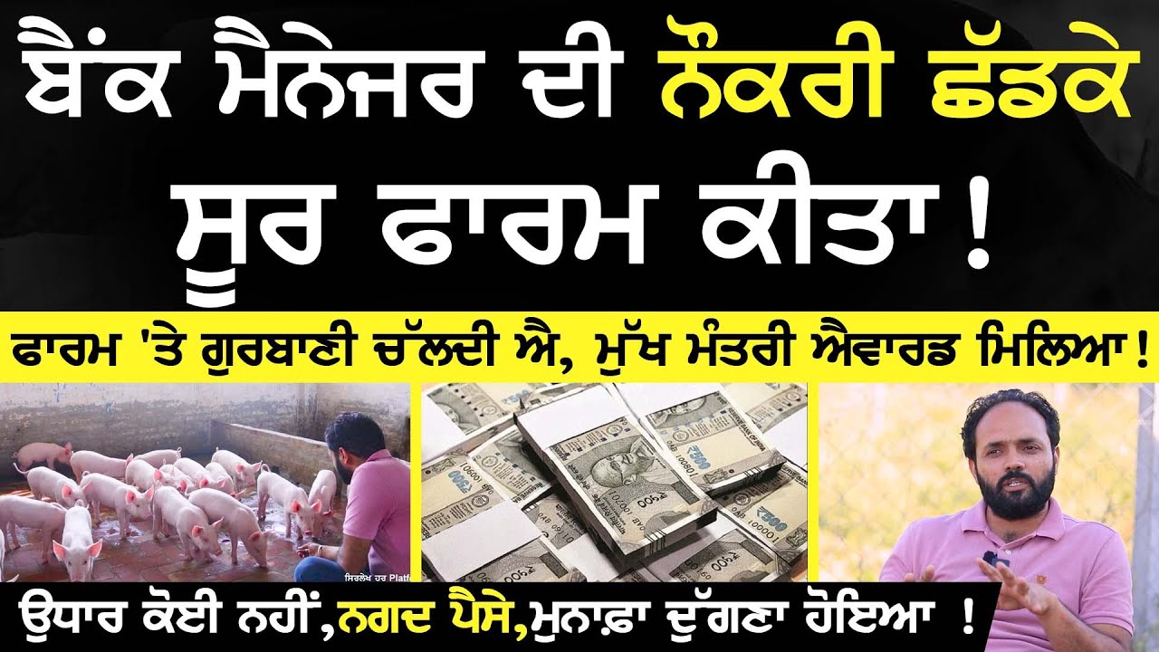 pig farming - ਉਧਾਰ ਕੋਈ ਨਹੀਂ,ਨਗਦ ਪੈਸੇ,ਮੁਨਾਫ਼ਾ ਦੁੱਗਣਾ ਹੋਇਆ ! | GI integrated farming | fish farm