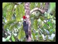 Santuario de Fauna y Flora Otún Quimbaya - Pájaro Carpintero