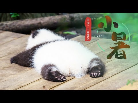 中国二十四節気の小暑（しょうしょ）に、子パンダはうつぶせになっていると、動きたくないよ💤 | iPanda パンダ楽園 #shorts